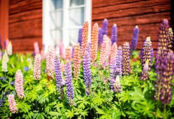 Blommande lupiner mot röd husfasad